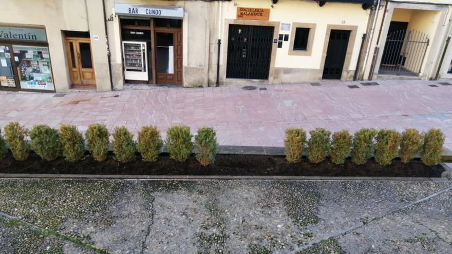 Denuncian el robo de plantas recién colocadas en Oviedo:  &quot;Es una vergüenza&quot;