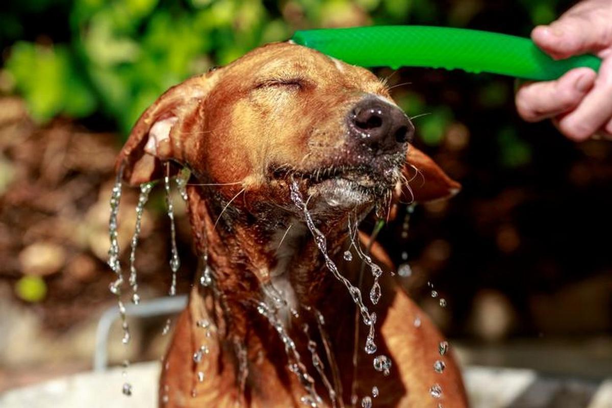 Ola de calor: estos son los consejos para cuidar a tus mascotas
