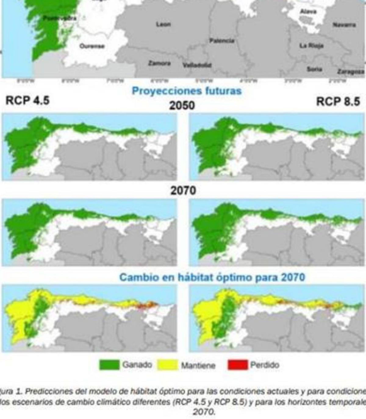 El cambio climático favorecerá que en 2050 el eucalipto se extienda un 40% más en Galicia