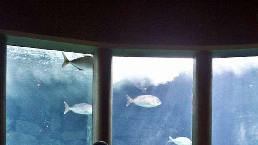 Visitantes observan a los peces en la sala Nautilus.