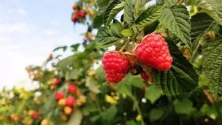 La frambuesa necesita una poda clave en otoño: el error que puede reducir la cosecha del año siguiente