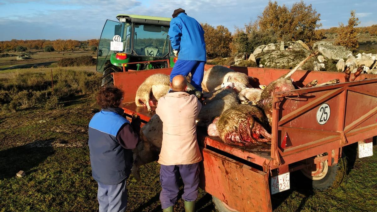 Estado de las ovejas tras el nuevo ataque del lobo en Sayago.