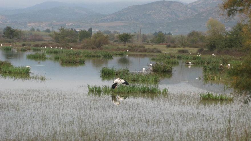 Una cigonya trobada morta als Aiguamolls confirma un nou focus del virus de la influença aviària