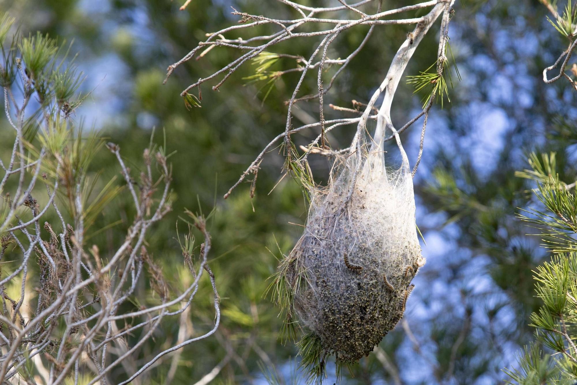 La procesionaria, una plaga que se expande en las zonas naturales