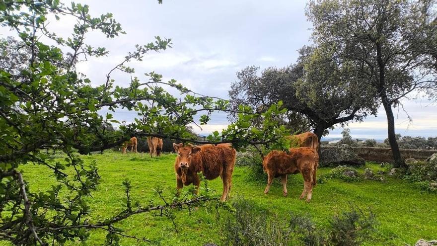 Extremadura afianza su peso en Mercamadrid como gran despensa de vacuno y ovino