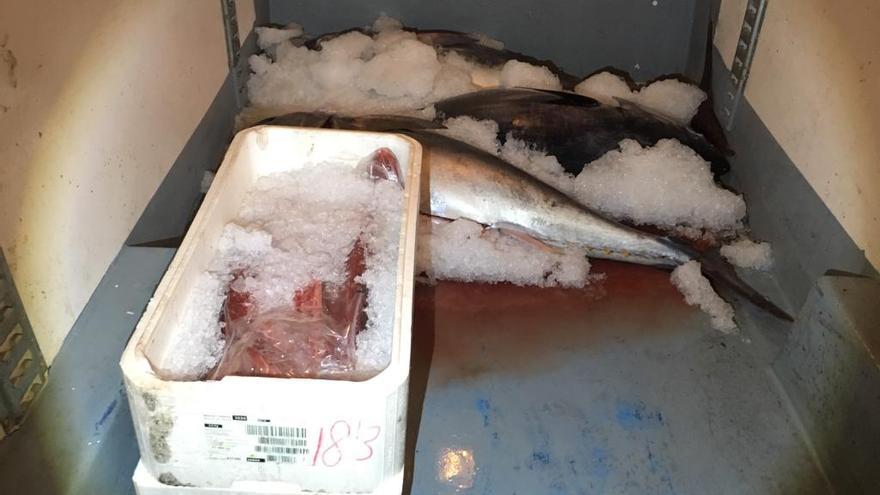 Decomisan 3.370 kilos de pulpo de ilegal en Fuengirola y cuatro atunes rojos en Málaga