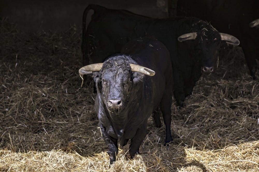 Stierkampf: Das sind die Tiere, die am Freitag sterben sollen