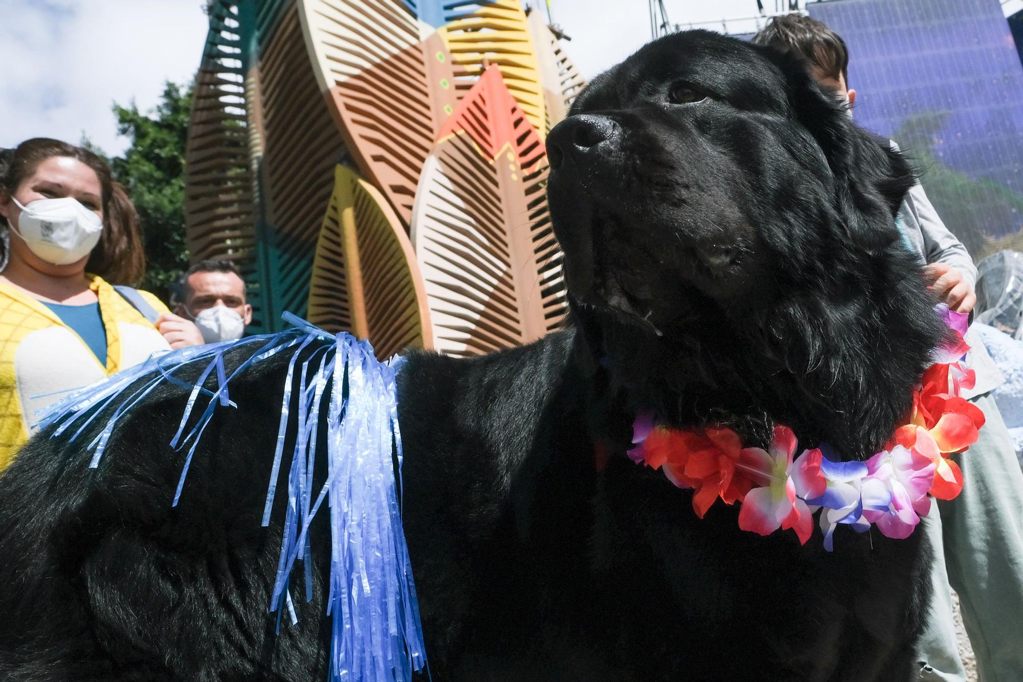 Carnaval Canino de Las Palmas 2022