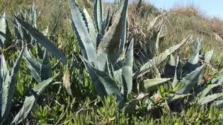 Eliminarán las especies vegetales invasoras en el entorno de Cabo Cope y mejorarán sus accesos