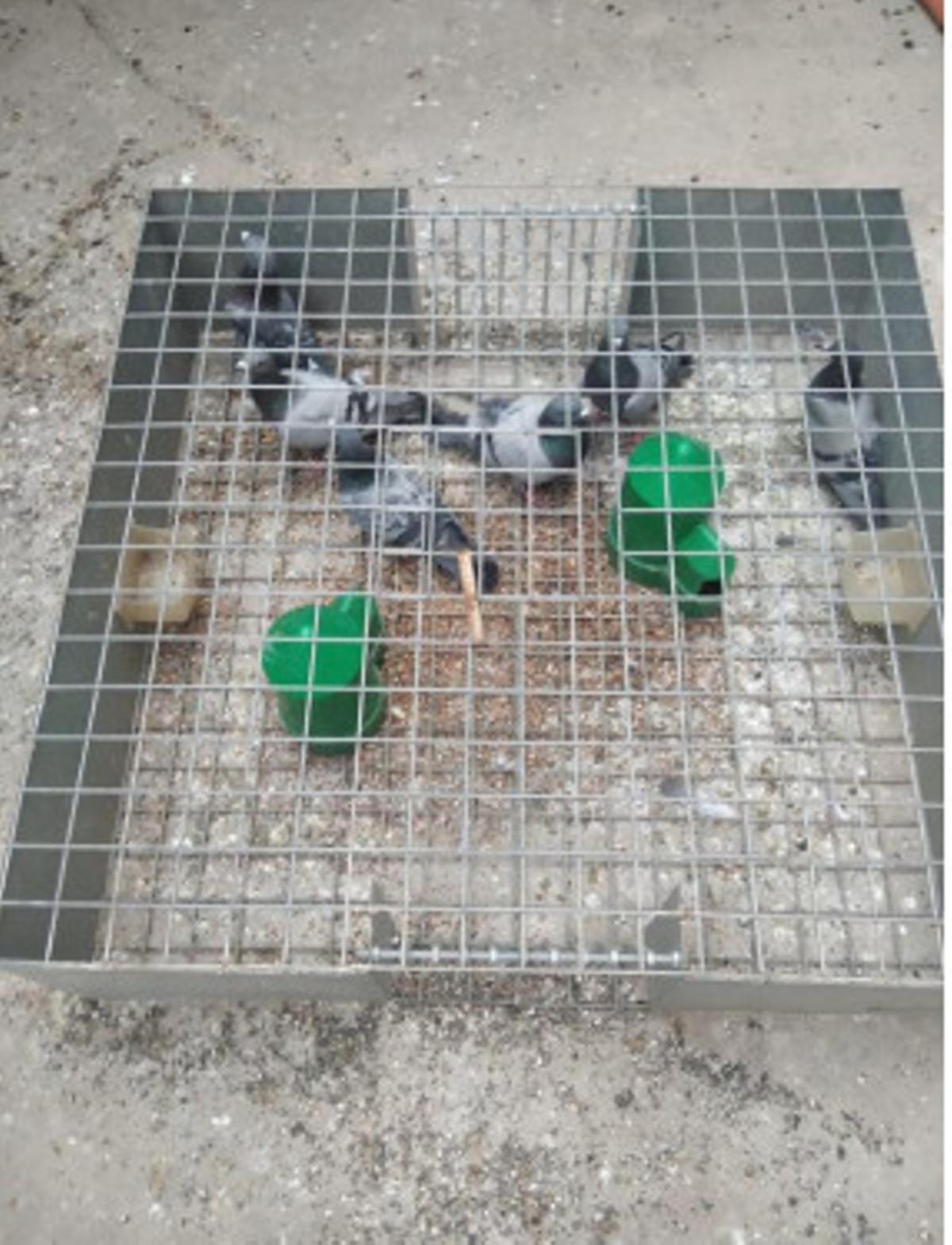 Almassora controla la plaga de palomas con más de 730 capturas.
