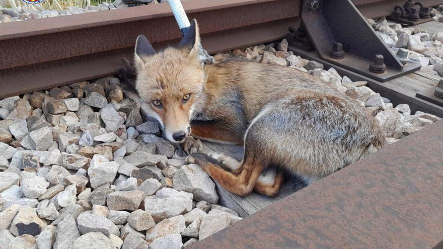 Rescatan un zorro herido de las vías del metro en Alberic