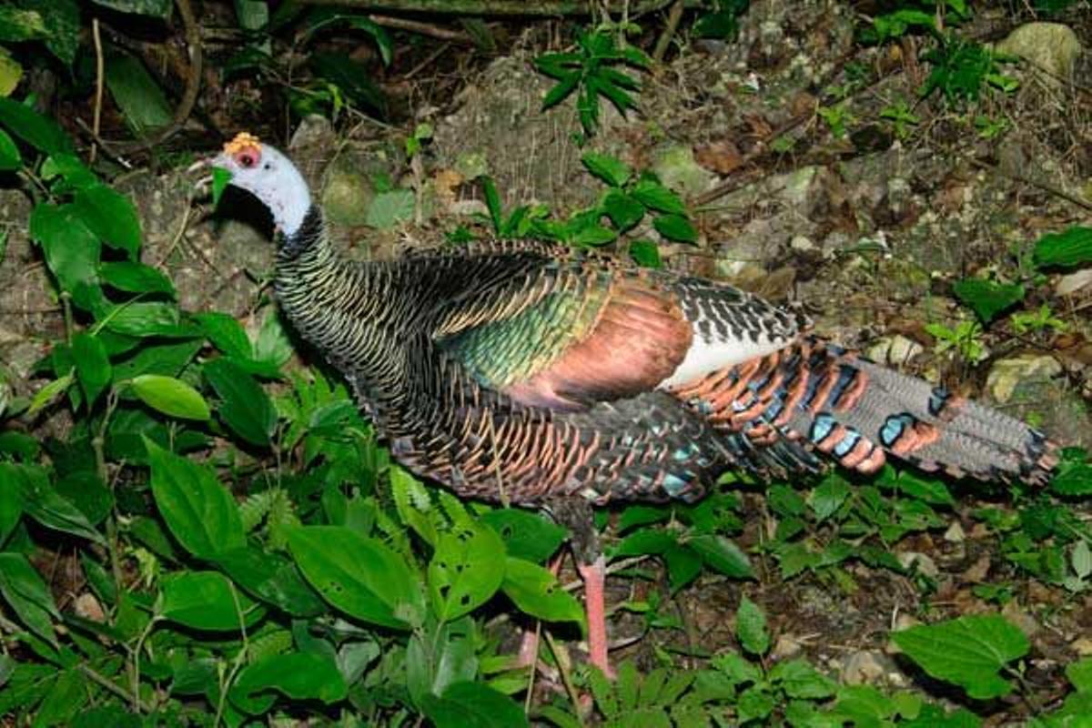 Pavo ocelado en Belice.