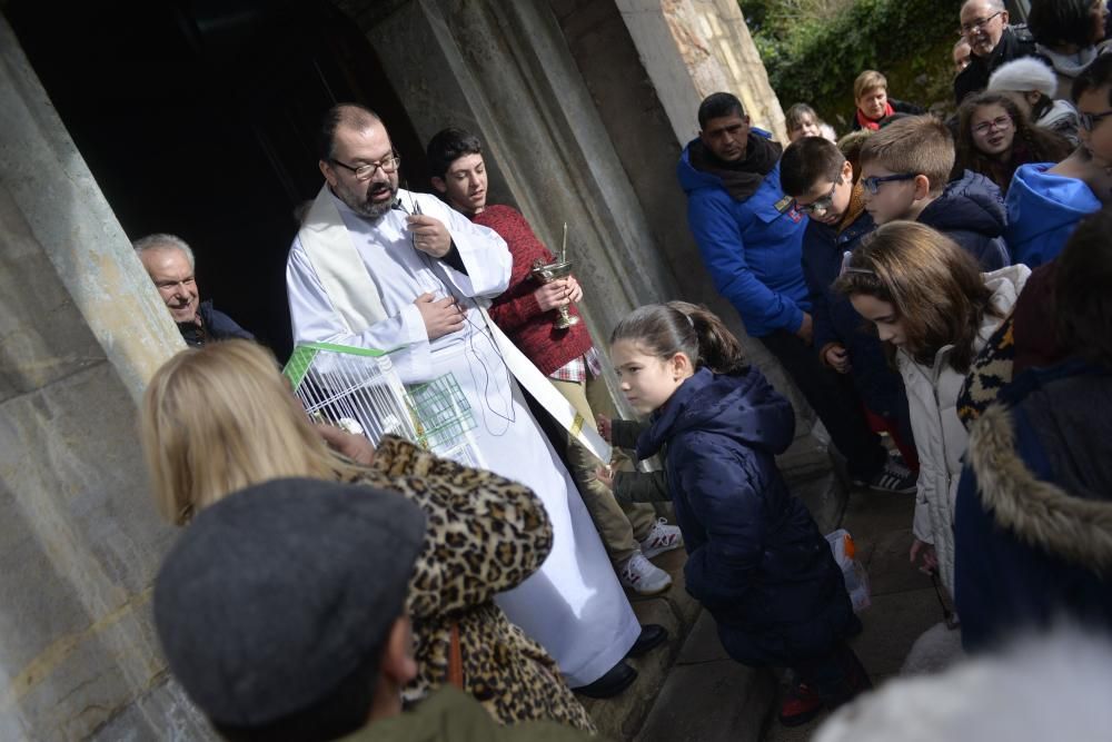 Bendición de mascotas en La Magdalena.