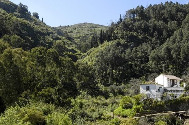 VERDOR EN EL CAMPO GRANCANARIO