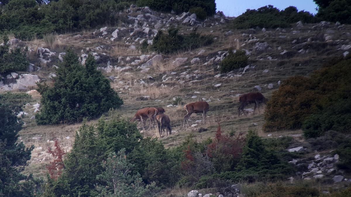 Alerten d'una plaga de cérvols al Ripollès i el Berguedà