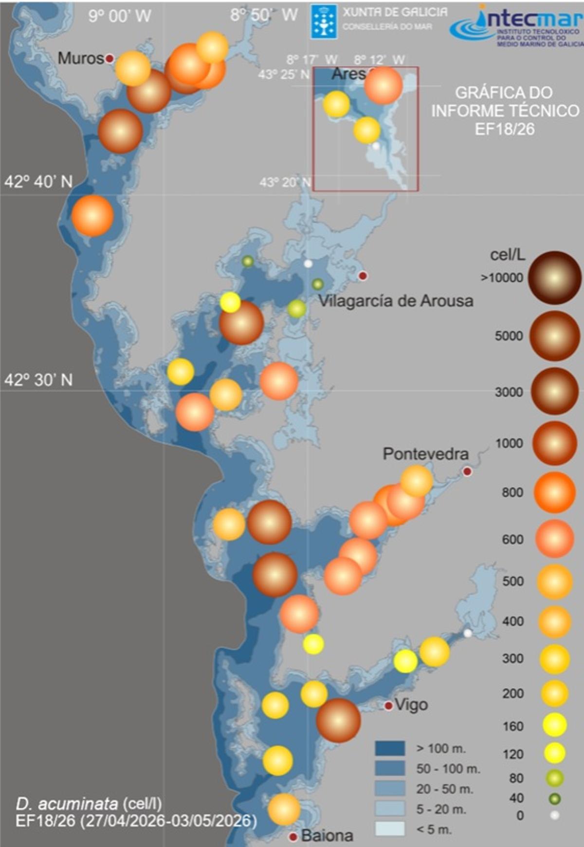 La presencia de los dinoflagelados «Dinophysis acuminata», causantes de la toxina diarreica, es notable en todas las rías gallegas.