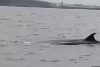 El impresionante avistamiento de una ballena en la bahía del Confital