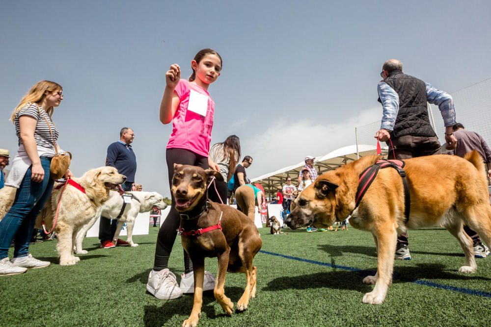 Concurso canino Villa de La Nucía 2018.