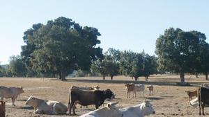 Ganado vacuno en una finca de la provincia. 