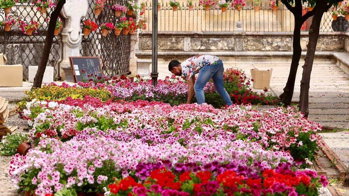 Preparativos florales en la cruz de mayo del triunfo de San Rafael.