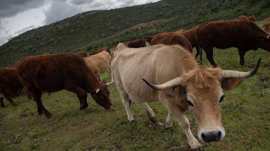 Agricultura convoca ayudas para mejorar superficies de pastos