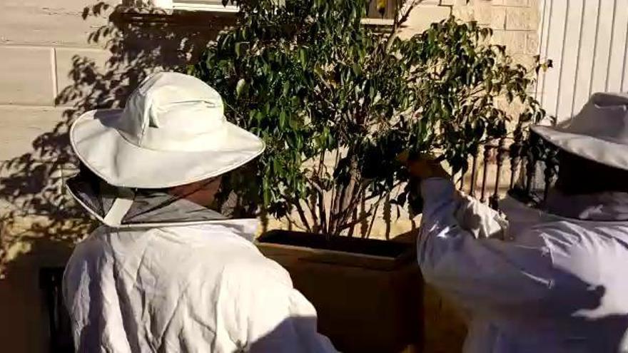 Los bomberos &quot;rescatan&quot; un enjambre del jardín de un vecino en Pilar de la Horadada