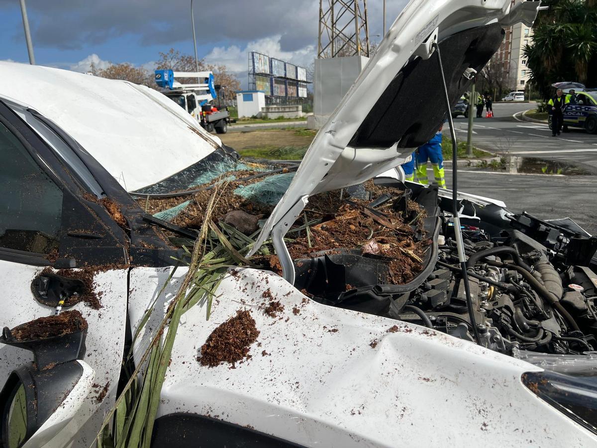 Imagen del coche y los restos de la palmera.
