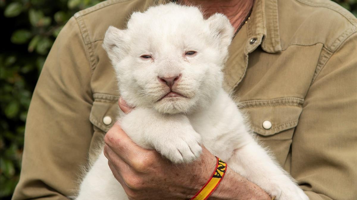 The white king, el primer cachorro de león blanco nacido en España sin enfermedades congénitas, en brazos de Juan Luis Malpartida, su cuidador y gerente de Zoo Mundo Park de Guillena, en Sevilla, este viernes.