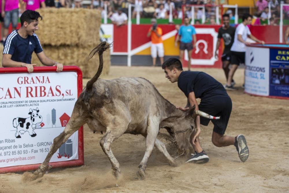 Vidreres celebra els correbous entre les protestes dels animalistes