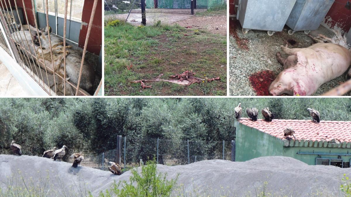 Estado en el que se encuentran muchas casetas municipales donde se depositan los animales muertos en las granjas.