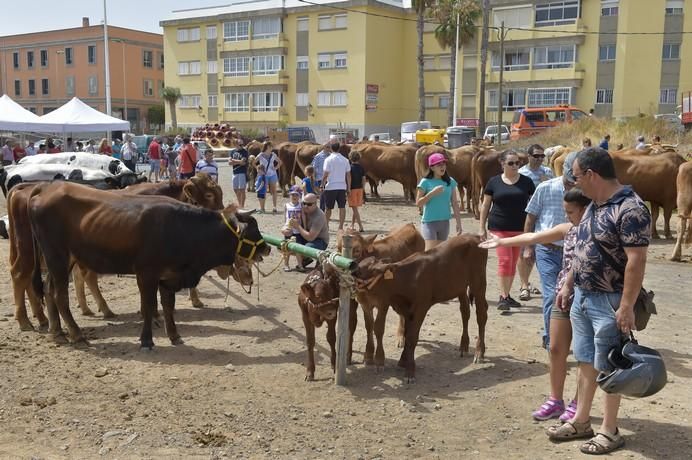 Muestra de ganado por las fiestas de San Juan