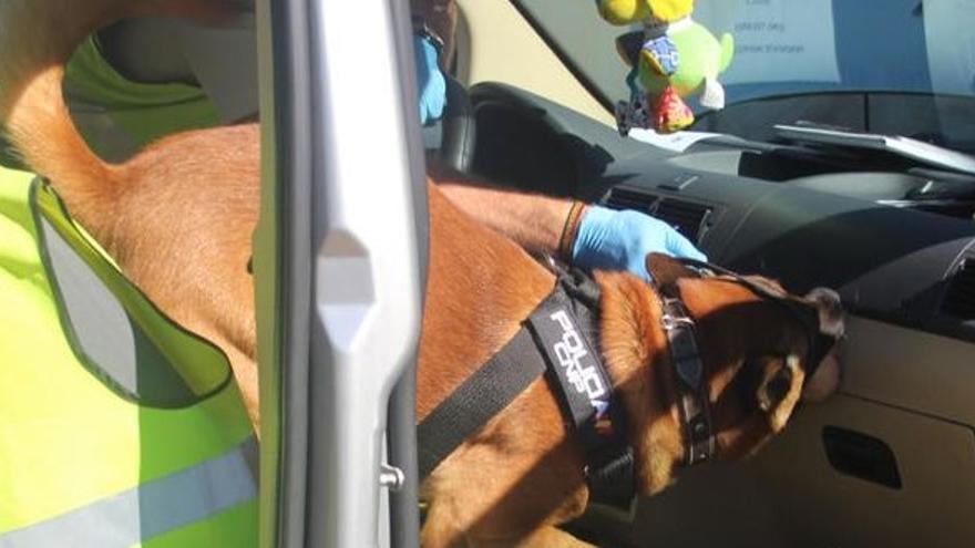 Un perro de la Policía Nacional especializado en detección de drogas inspecciona un vehículo