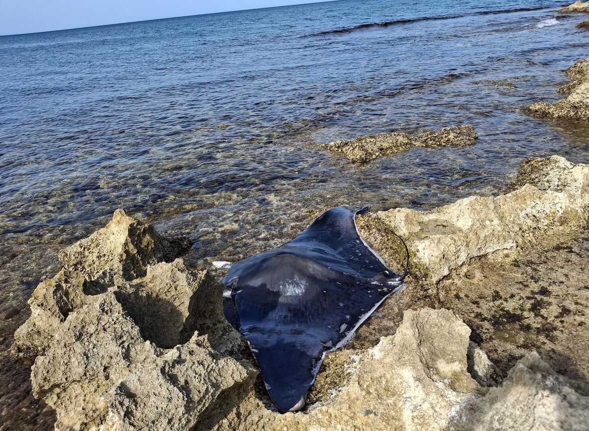 La mantarraya ha quedado varada en las rocas del Segon Muntanyar