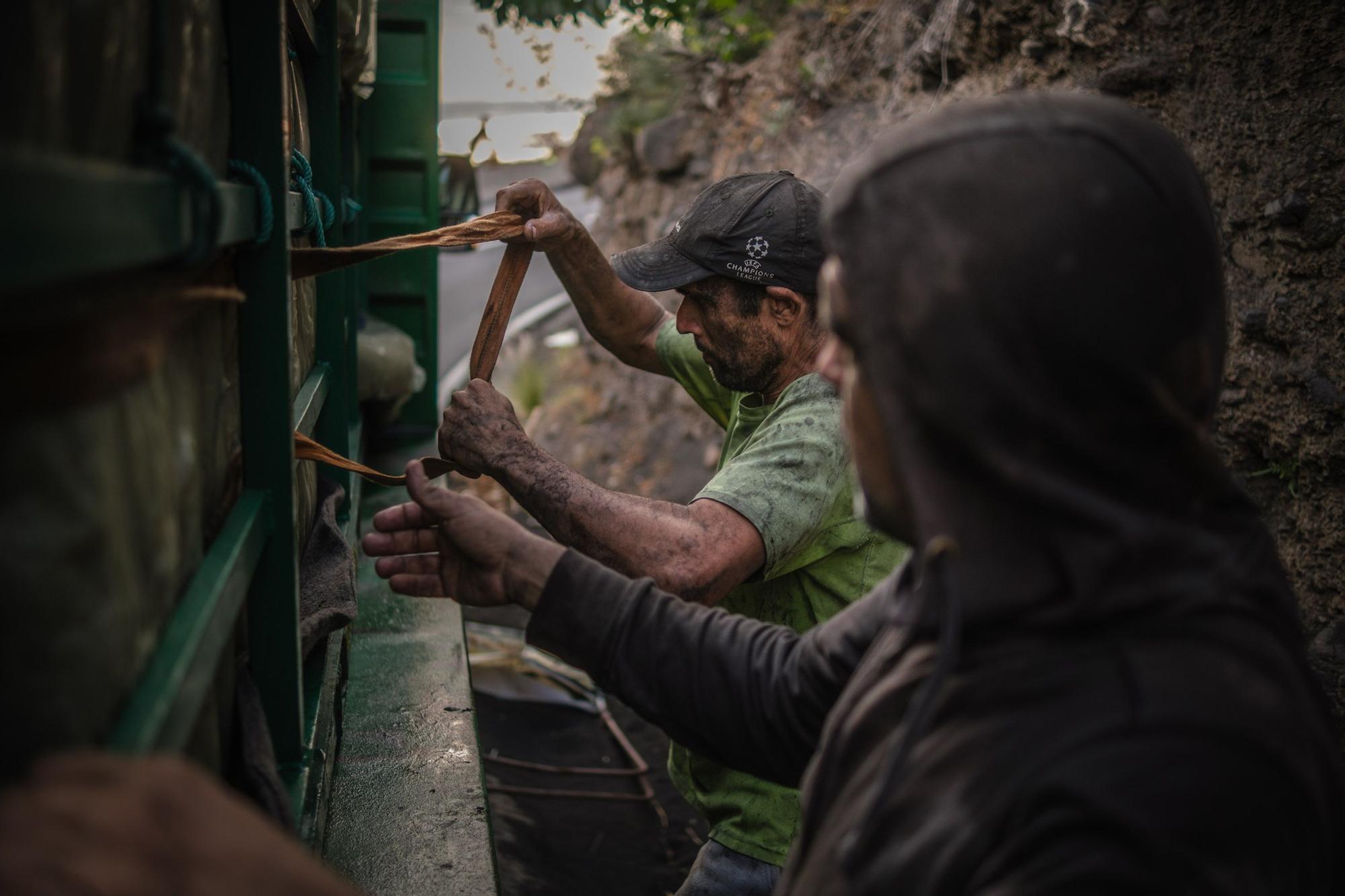 Corte, transporte y empaquetado de plátanos en La Palma