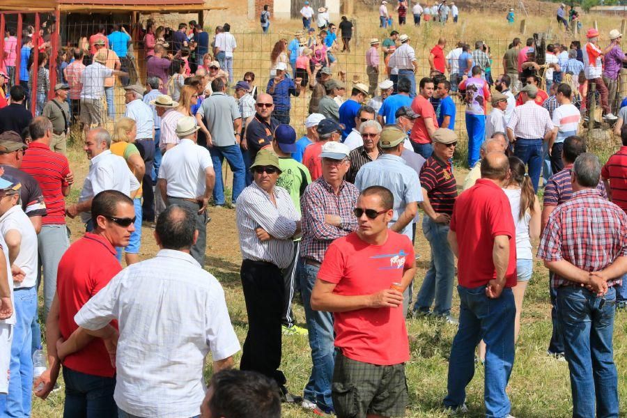 Toros bravos en Vadillo de la Guareña