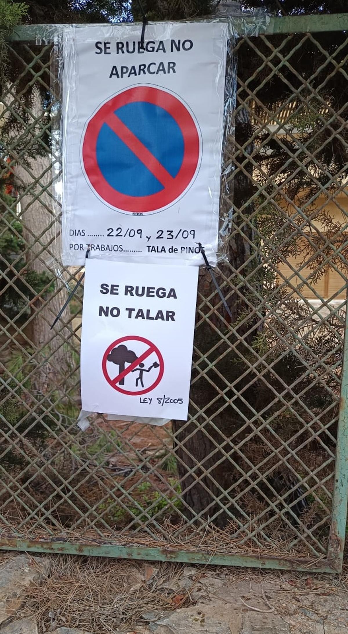 Tala de árboles en Santiago de la Ribera | Autorizan la tala de pinos ...
