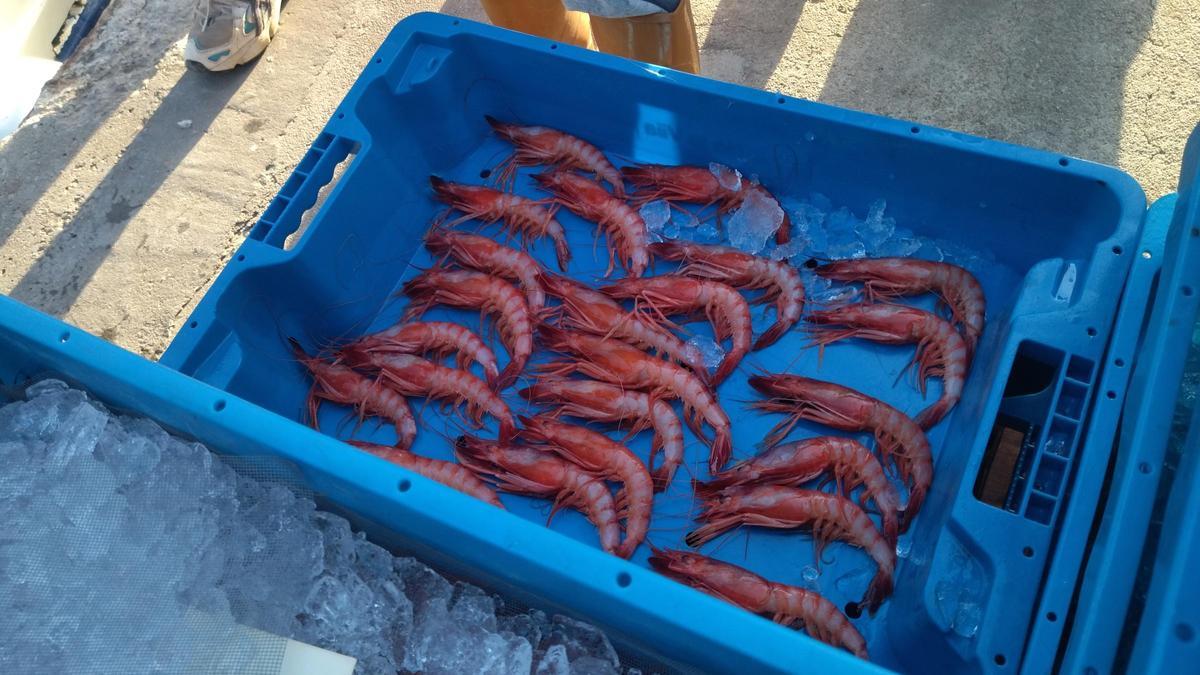 Gambas rojas recién pescadas por los marineros de Dénia