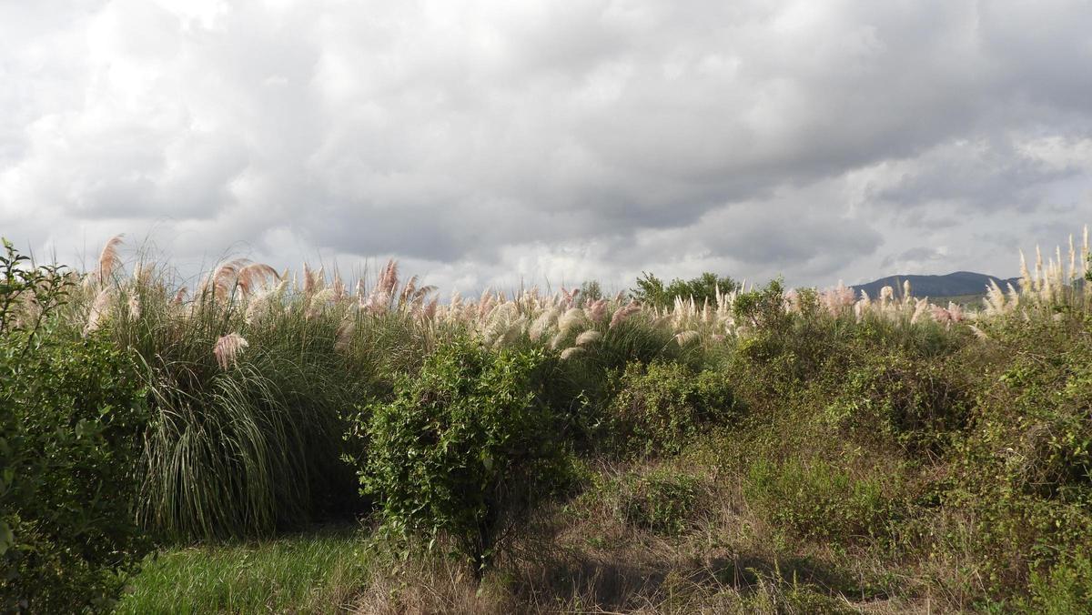 Hábitat de la estrilda.