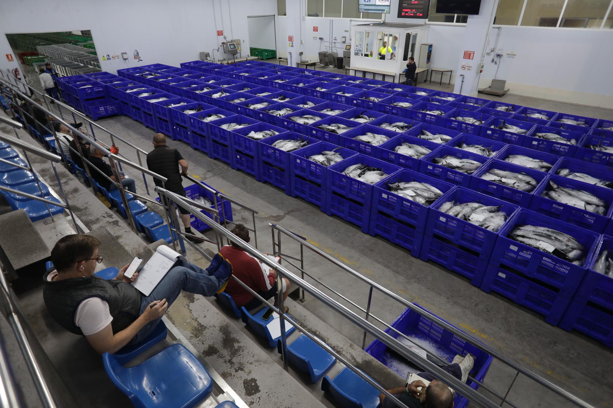 El Musel acoge la mayor descarga de bonito en un solo día de su historia: 119.850 kilos