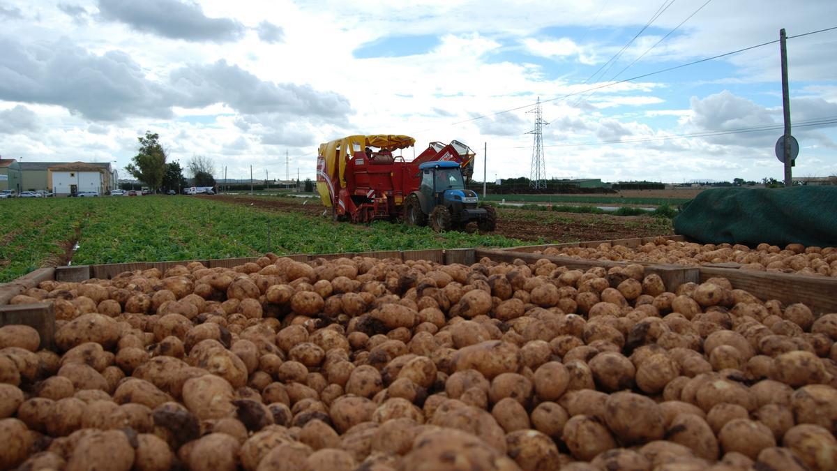 Un cultivo de patatas en sa Pobla.