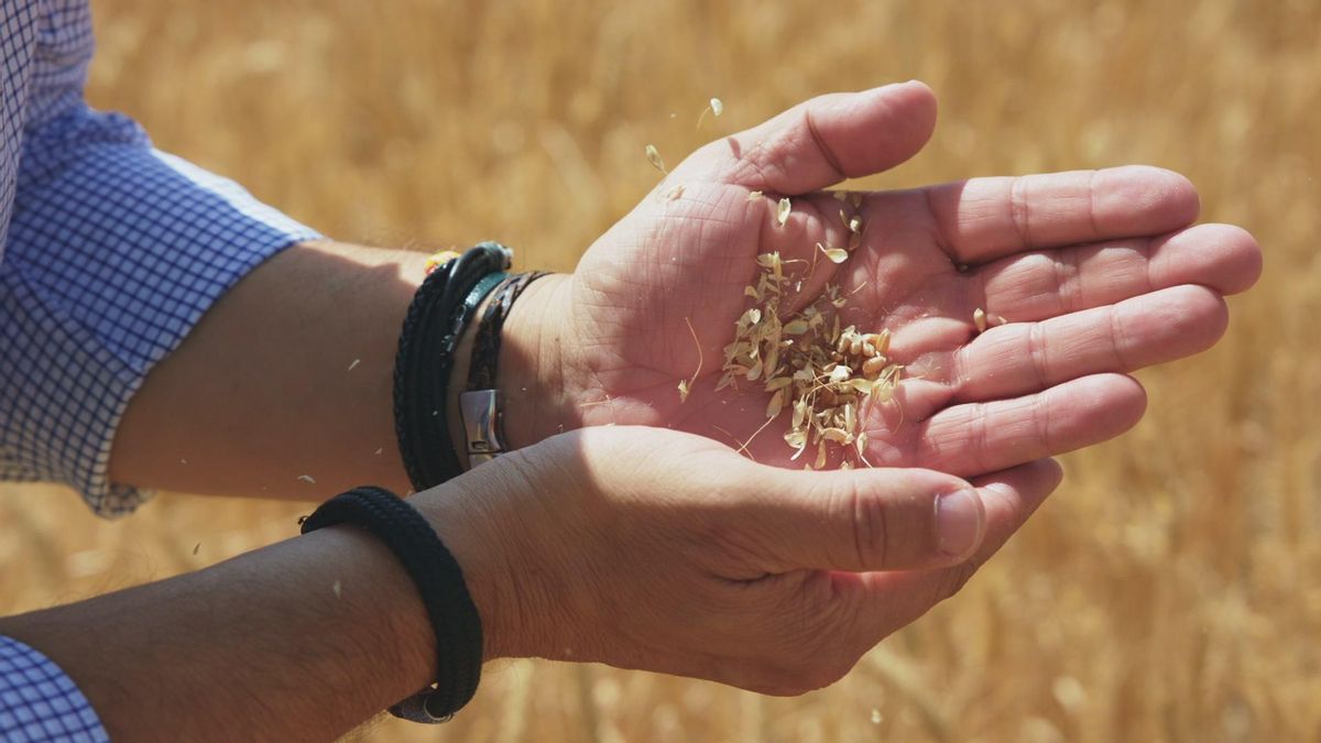 Trigo cogido de uno de los campos con los que trabaja Casa Tarradellas