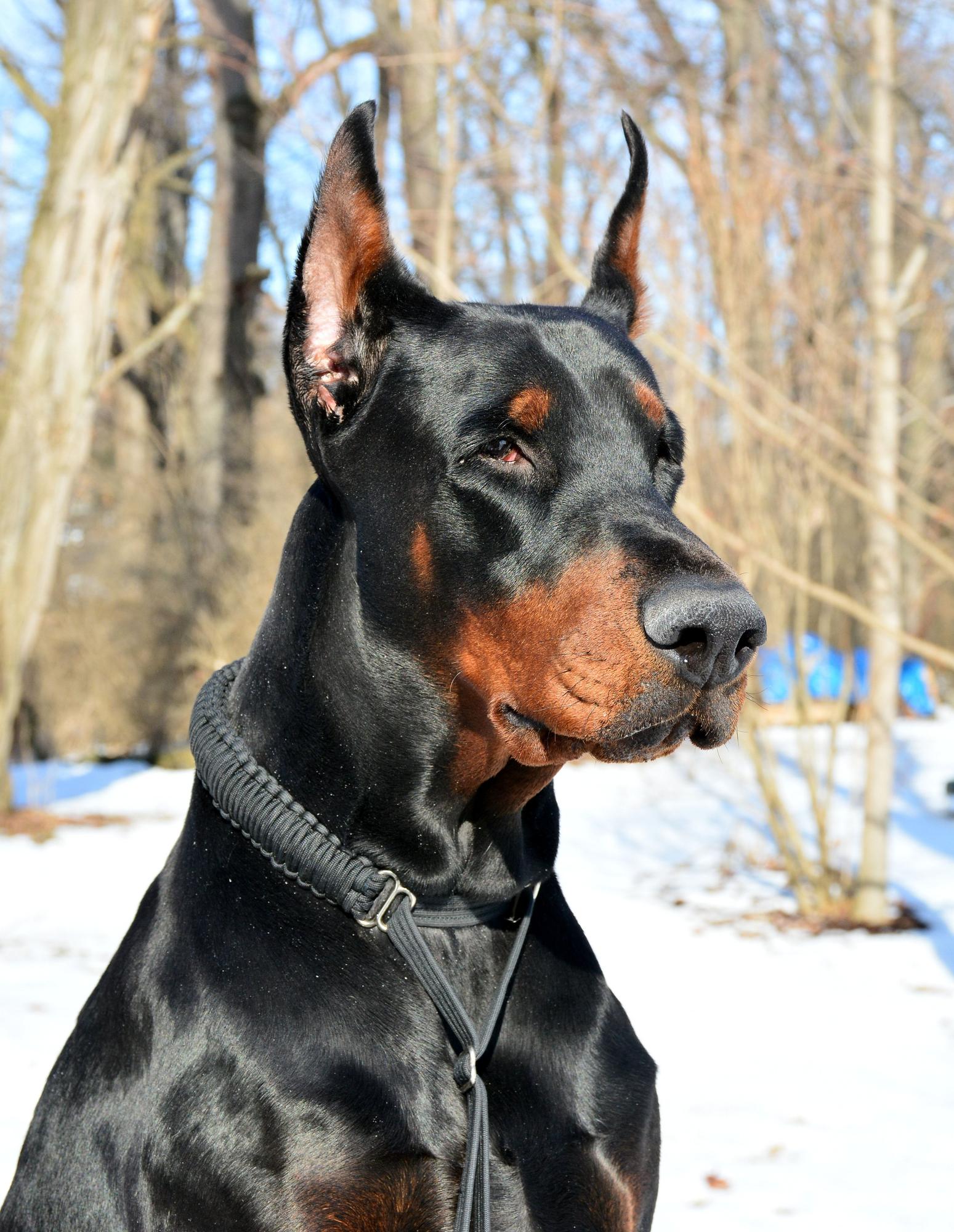 Doberman Pinscher.