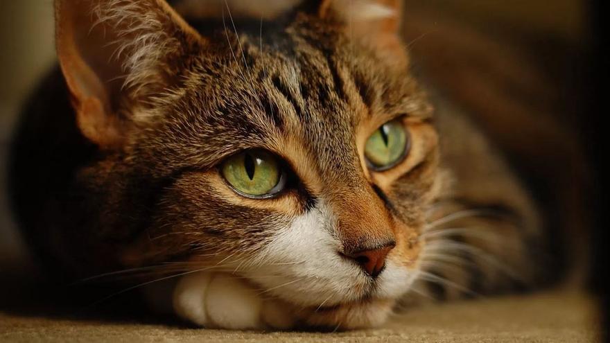 ¿Qué sienten los gatos cuando son abandonados?