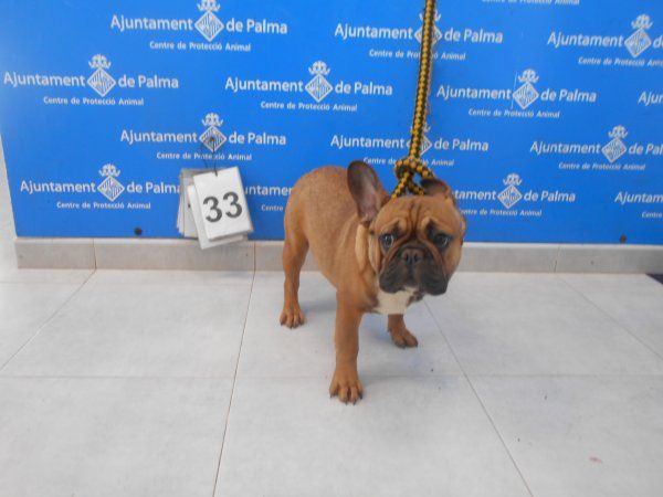 Estas son las fotos de los 25 perros que Palma ofrece gratis en adopción -  Diario de Mallorca