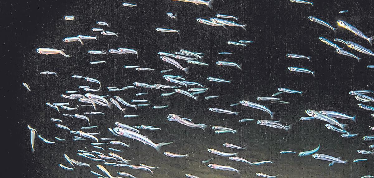 La fuerza del grupo.