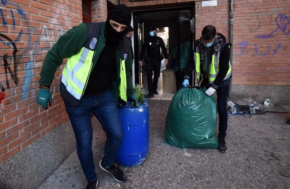 Hallan 300 plantas de marihuana en una casa del barrio del Infante de Murcia