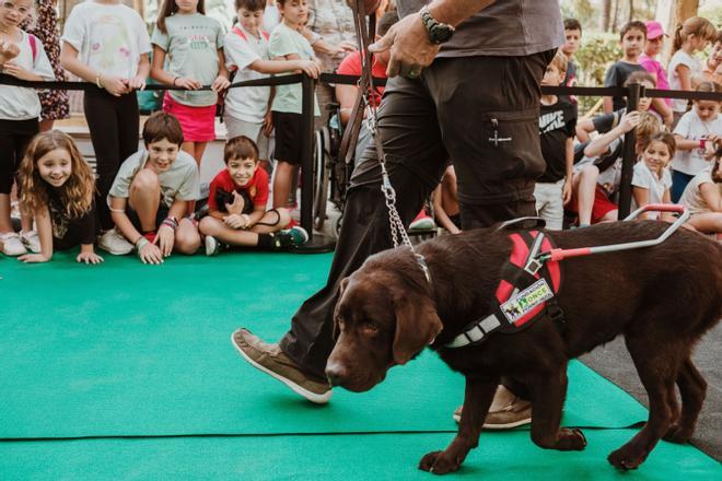 Exhibición de perros guía para personas ciegas en Palma