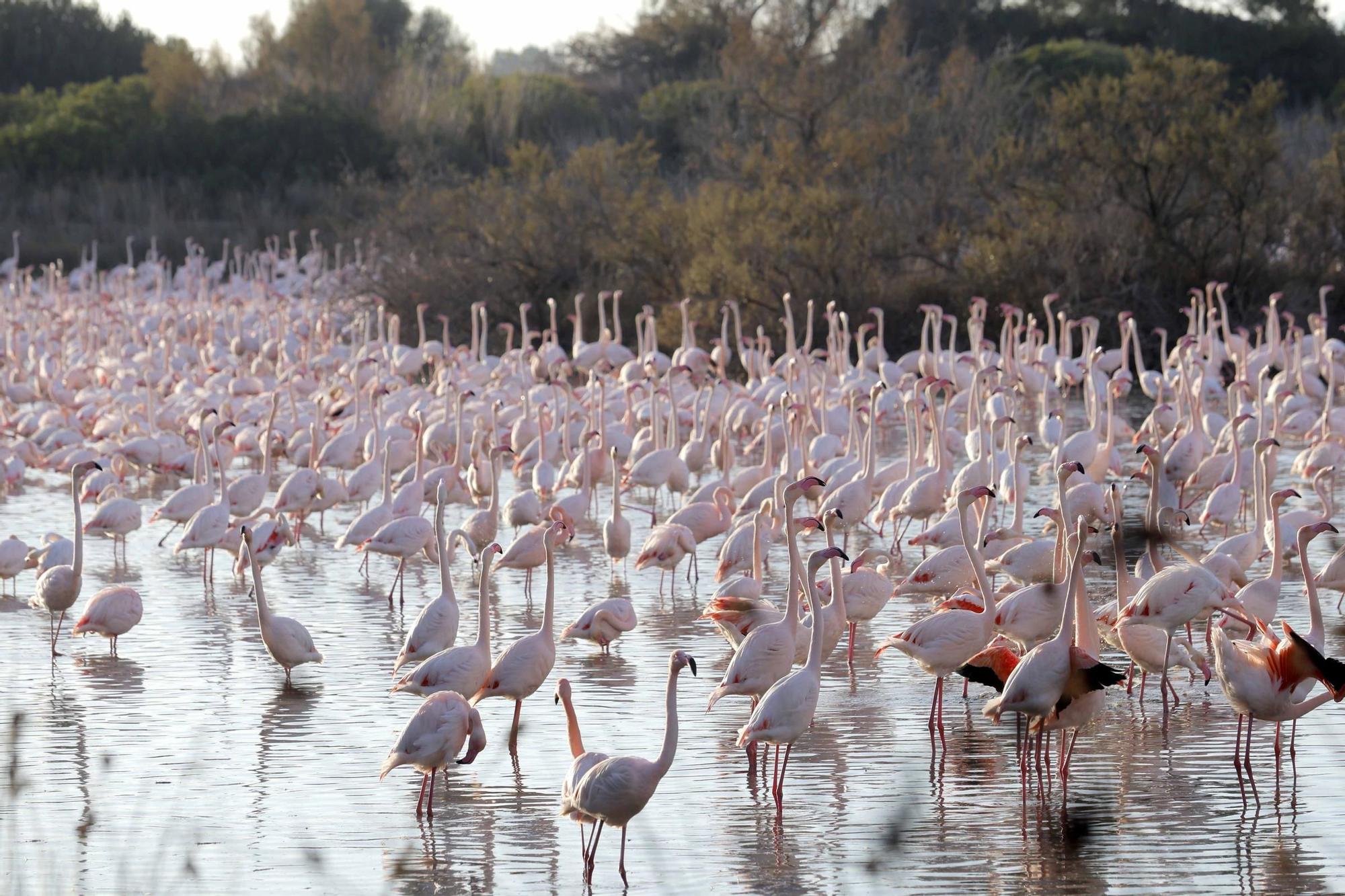 Los flamencos vuelven a L´Albufera para criar