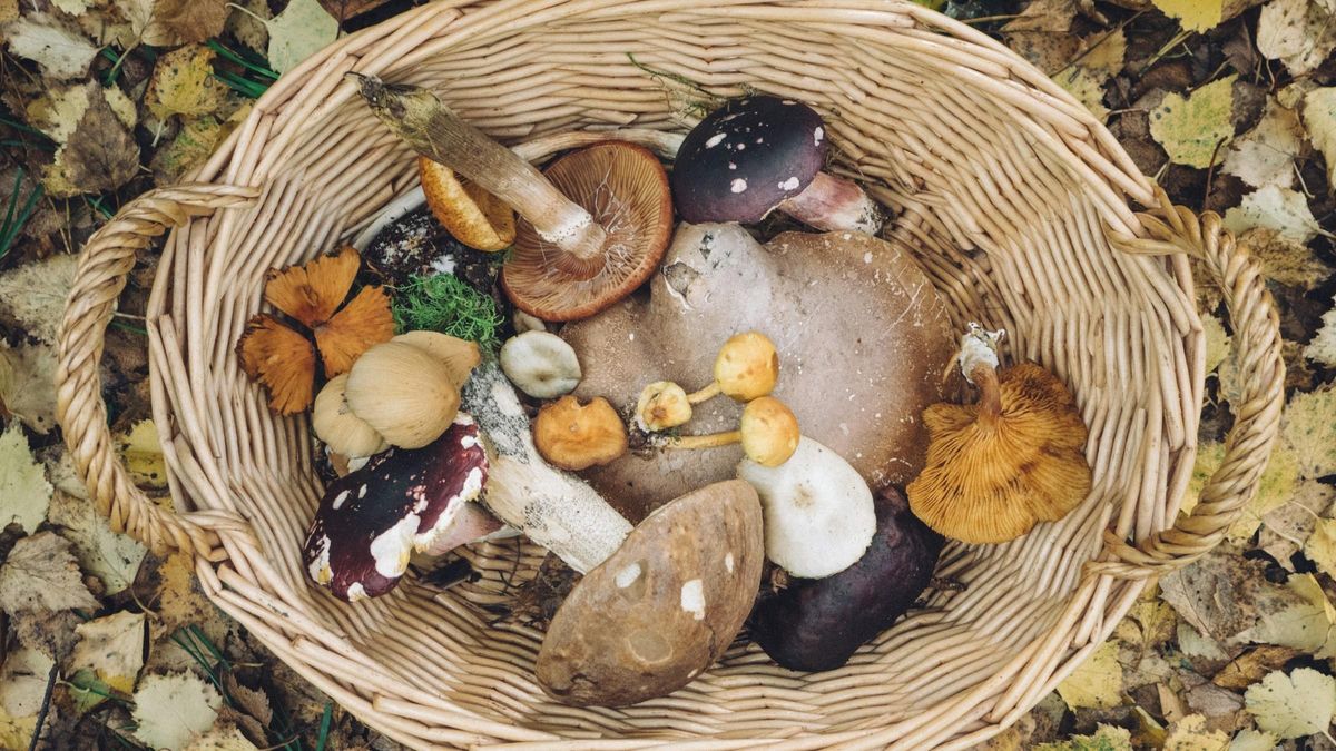 Las 7 mejores experiencias con setas en Catalunya para vivir el otoño a fondo