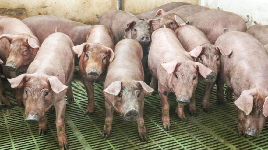El censo actual de porcinos supera las dos millones de cabezas, el 7,5 por ciento de la cabaña nacional.  | L.O.